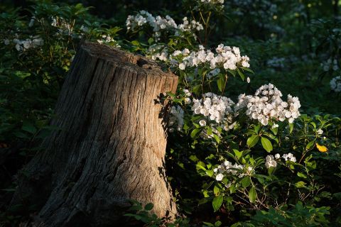 Hike Through A Sea Of Wildflowers and Greenery Along The Henry Buck Trail In Connecticut