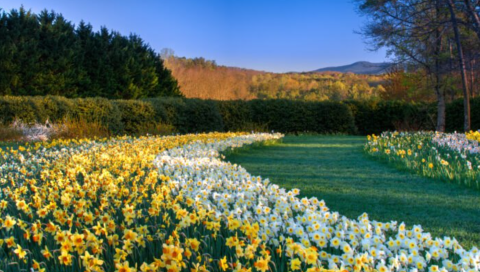 Surround Yourself With Millions Of Beautiful Blooms When You Visit Gibbs Gardens In Georgia This Spring