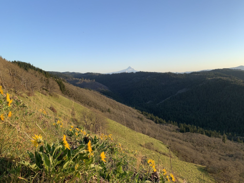 Hike Through A Sea Of Wildflowers Along The Weldon Wagon Road Trail In Washington