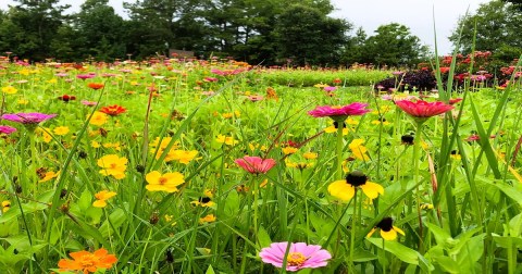 Hike Through A Sea Of Zinnias At The Ridgeland Wildflower Field In Mississippi