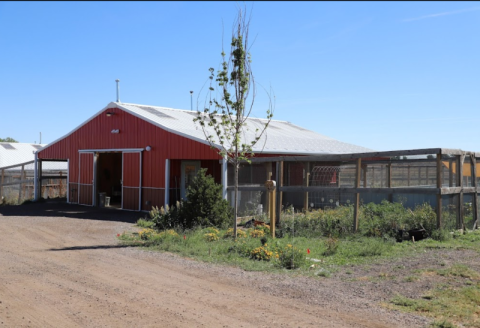 Cuddle The Most Adorable Rescued Farm Animals For Free At Luvin’ Arms Animal Sanctuary In Colorado