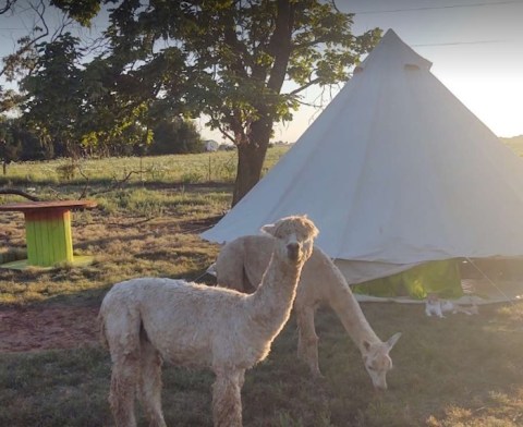 You Can Camp Overnight At This Remote Alpaca Farm In Oklahoma