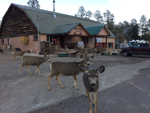 This Tiny Cafe And Store In Colorado Is Hidden In The Mountains And Has Everything Your Heart Desires