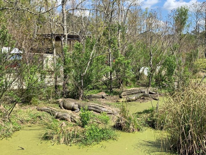 Gulf Coast Gator Ranch