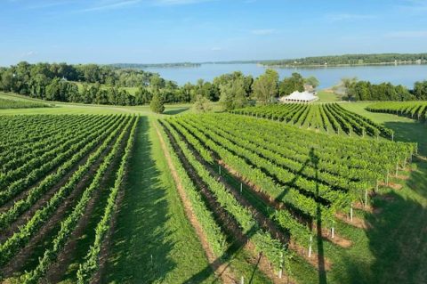 There's Nothing Better Than The Waterfront Blue Elk Vineyard On A Warm Maryland Day