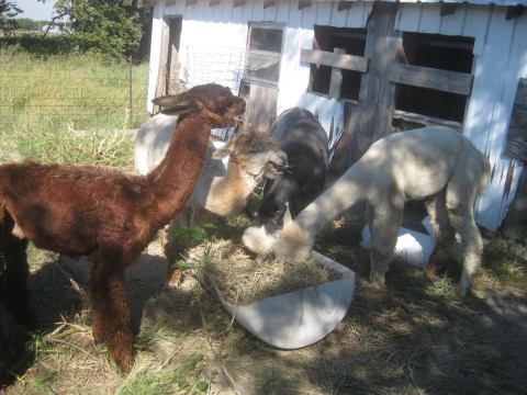 You Can Go Camping By An Alpaca Farm In Kansas