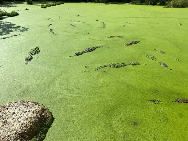 Gulf Coast Gator Ranch