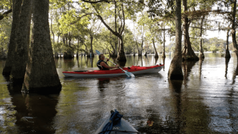 Paddle The Lake Chicot Canoe Trail For A One-Of-A-Kind Louisiana Adventure