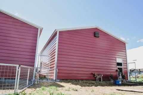 Take A Sunday Drive, Stop For Gelato, And Play With Goats At Prairie Fruits Farm And Creamery In Illinois