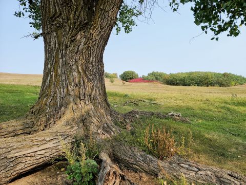 Hiking The North Country Scenic Trail In North Dakota Is Like Entering A Fairytale