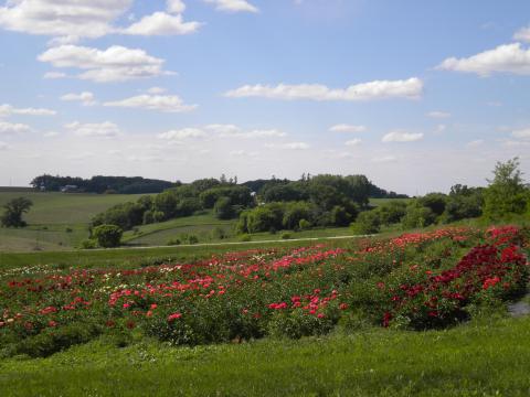 Get Lost In This Beautiful 54-Acre Peony Farm In Minnesota