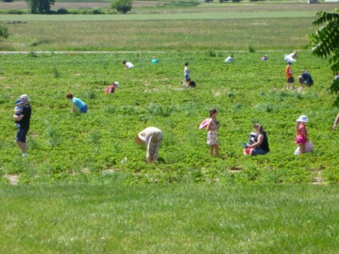 You’ll Have Loads Of Fun At These 6 Pick-Your-Own Fruit Farms Around Buffalo