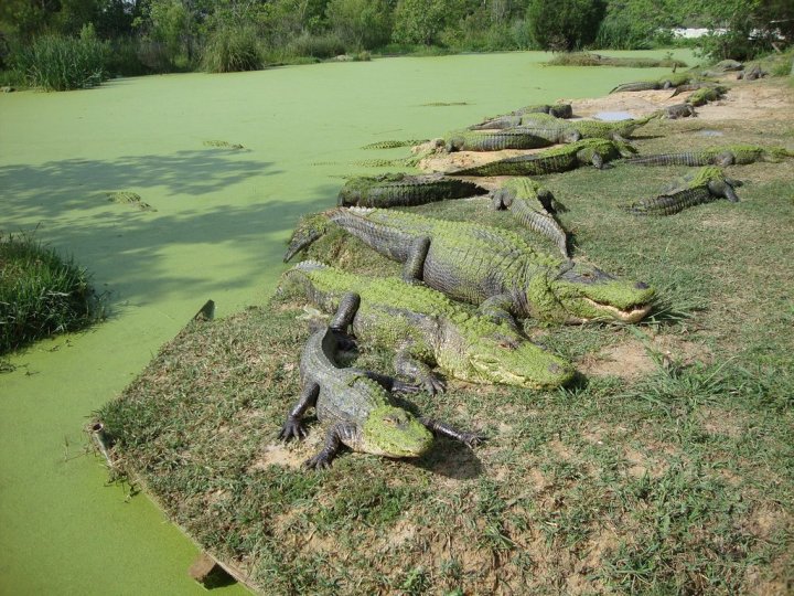 Gulf Coast Gator Ranch