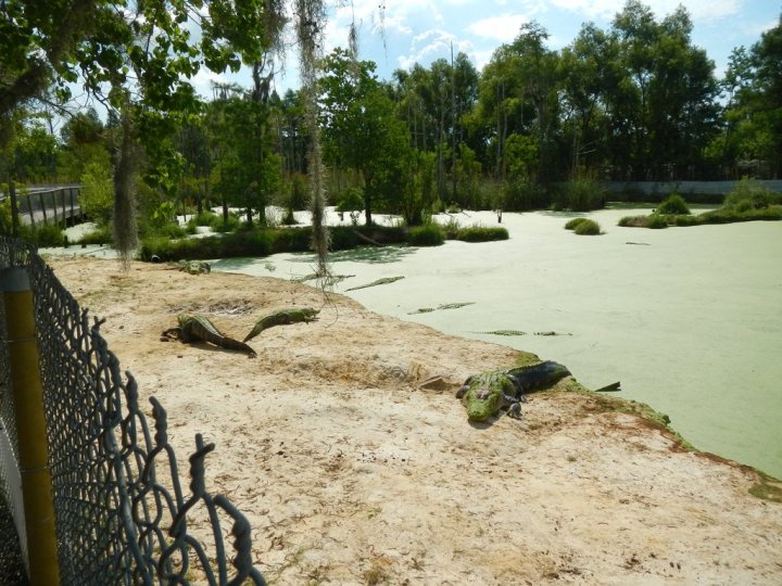 Gulf Coast Gator Ranch