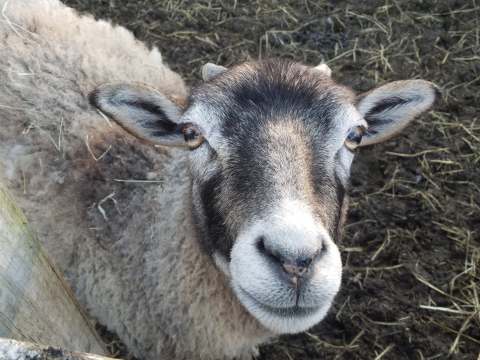 Take A Sunday Drive, Stop For A Treat And Play With Goats At Festival Farm In Rhode Island