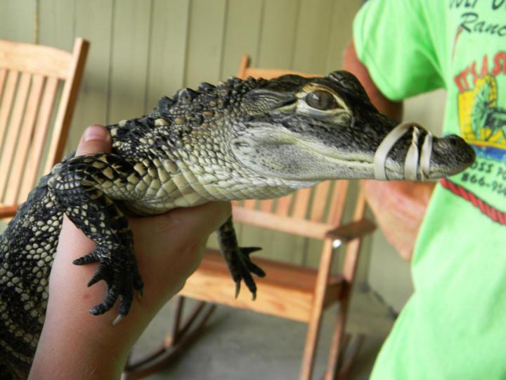 Gulf Coast Gator Ranch