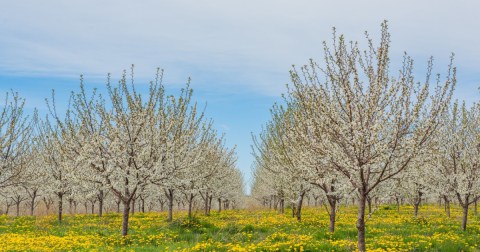 The Cherry Blossoms Of Traverse City, Michigan Will Be In Full Bloom Soon And They’re An Extraordinary Sight To See