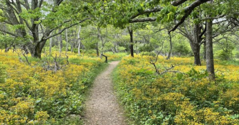 Surround Yourself With Wildflowers On Story Of The Forest Trail In Shenandoah National Park