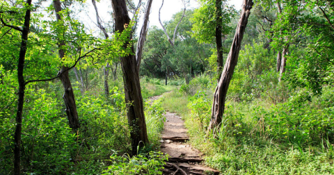 6 Easy Hikes To Add To Your Outdoor Bucket List In Austin