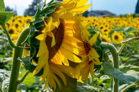 A Colorful U-Pick Flower Farm, Red, White, & Bloom In South Carolina Is Like Something From A Dream