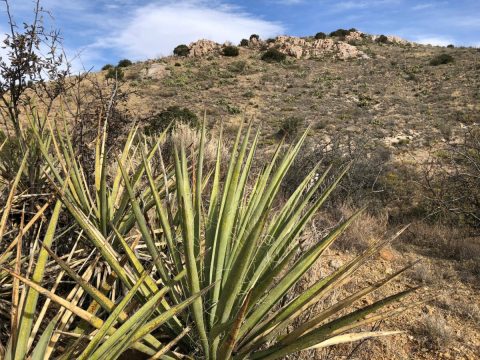 The Little-Known Ruins In Arizona You Can Only Reach by Hiking This 4.8-Mile Trail