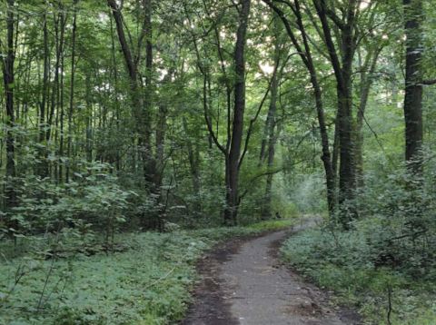 This Hike Through Detroit's Pretty Little Palmer Park Is Short And Sweet