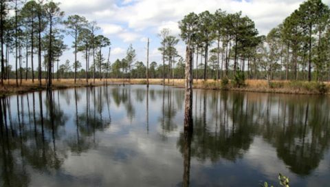 Sandhill Crane National Wildlife Refuge Is A Little-Known Park In Mississippi That Is Perfect For Your Next Outing