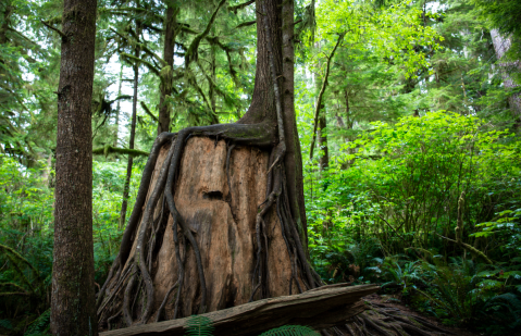 The Most Beautiful Rain Forest In America Is Right Here In Washington... And It Isn't The Hoh Rain Forest