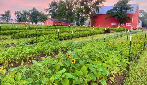 A Colorful U-Pick Flower Farm, The Wildflower Farm In Illinois Is Like Something From A Dream