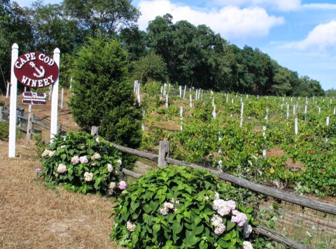 You Can Drink Wine With Dogs At Cape Cod Winery In Massachusetts