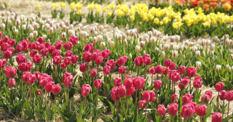 Wicked Tulips Flower Farm In Connecticut Will Be In Full Bloom Soon And It’s An Extraordinary Sight To See