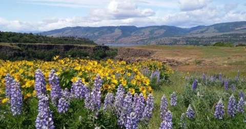 9 Easy And Beautiful Spring Hikes Everyone In Oregon Will Love