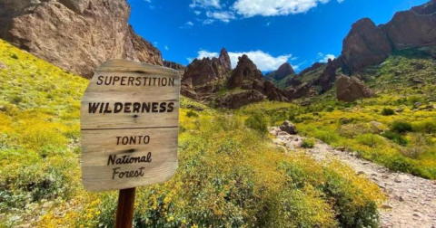 A Trip To Arizona's Neverending Wildflower Field Will Make Your Spring Complete