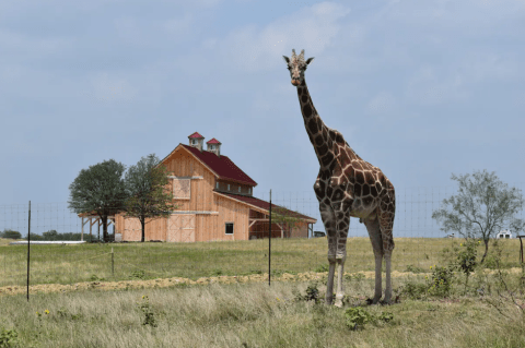 This Airbnb On A Giraffe Sanctuary In Texas Is One Of The Coolest Places To Spend The Night