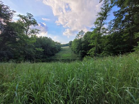 With Stream Crossings and Footbridges, The Little-Known Running Deer Trail In Illinois Is Unexpectedly Magical