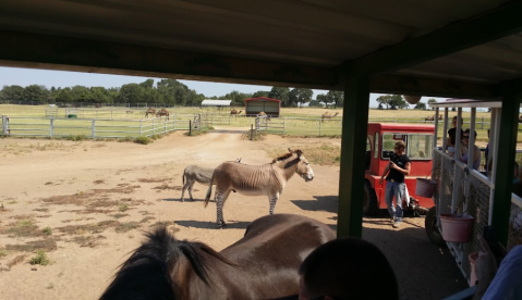 Take A Tram Ride Through Hundreds Of Exotic Animals At Sharkarosa Wildlife Ranch In Texas