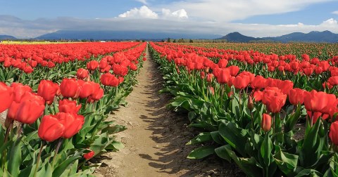 The One Spring Festival In Washington That's Worthy Of Your Bucket List Every Year