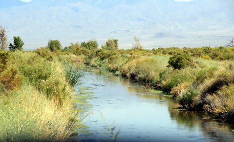 After Exploring The Trails, See Pelicans At Stillwater National Wildlife Refuge In Nevada