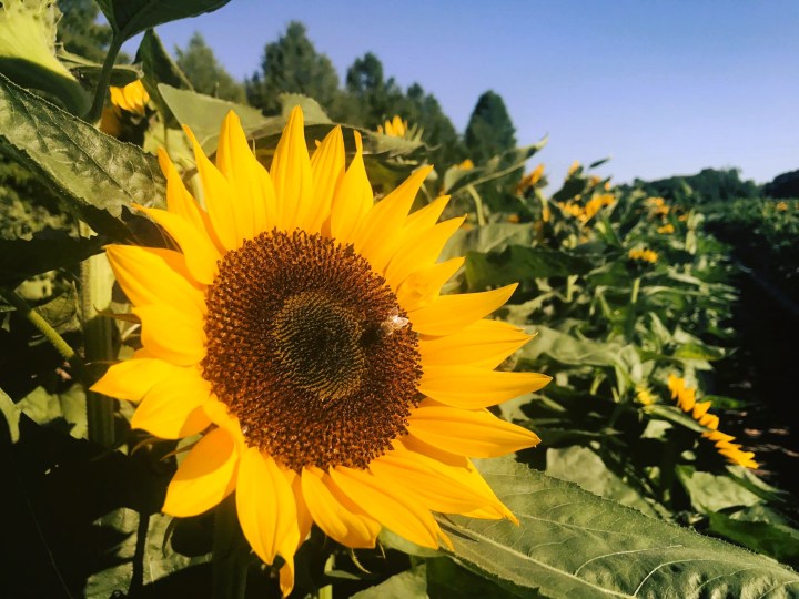 Mississippi flower farms