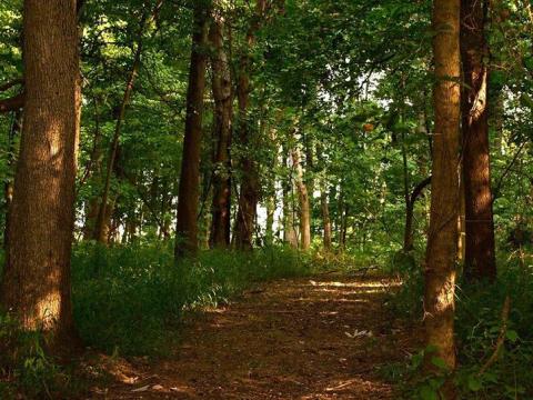 With Wildflowers, Wetlands, And Wildlife, The Little-Known John James Audubon State Park Loop In Kentucky Is Unexpectedly Magical