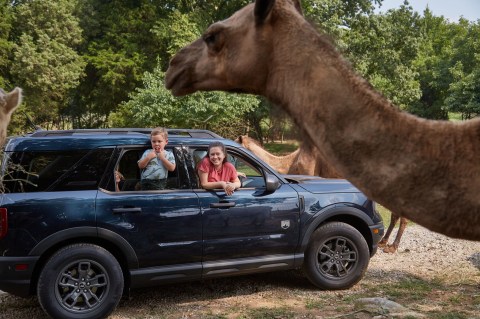 You Wouldn't Expect To Find A Safari Park In The Middle Of Kentucky Amish Country