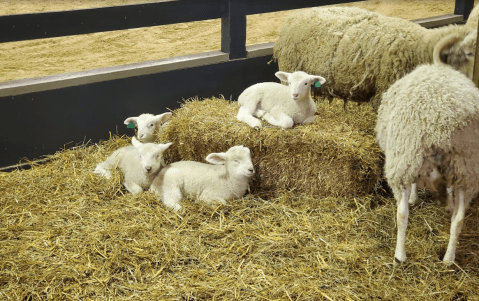 This Family-Friendly Park Near Cleveland Has A Farm, Greenhouse, Hiking Trails, And More