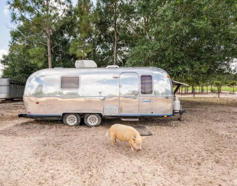 This Airbnb On An Animal Sanctuary In Florida Is One Of The Coolest Places To Spend The Night