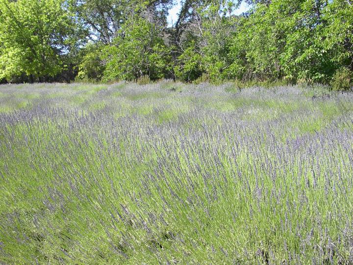 northern california lavender festival