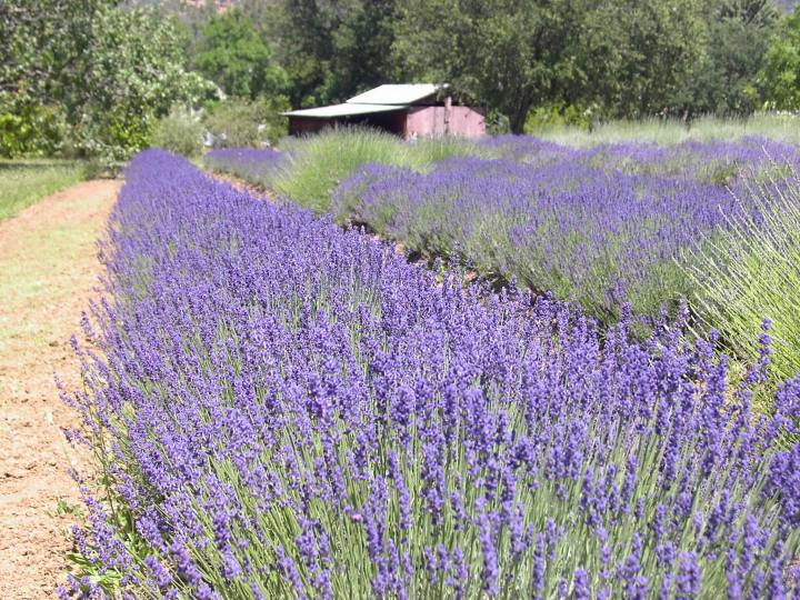 northern california lavender festival