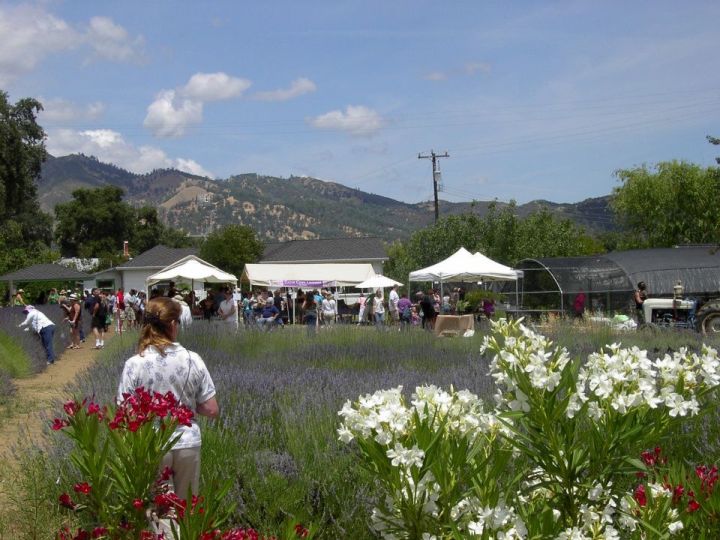 northern california lavender festival