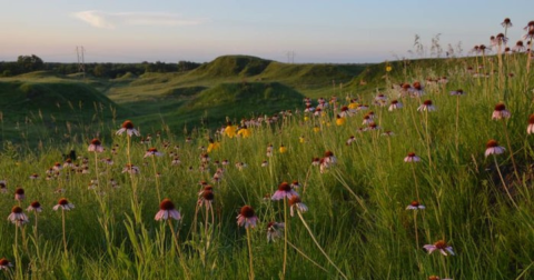 This Springtime Wildflower Hike In Nebraska Will Transport You Into A Sea Of Color