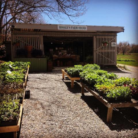 A Colorful U-Pick Flower Farm, Rosaly’s Garden In New Hampshire Is Like Something From A Dream