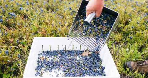 A Trip To Maine's Neverending Blueberry Field Will Make Your Summer Complete