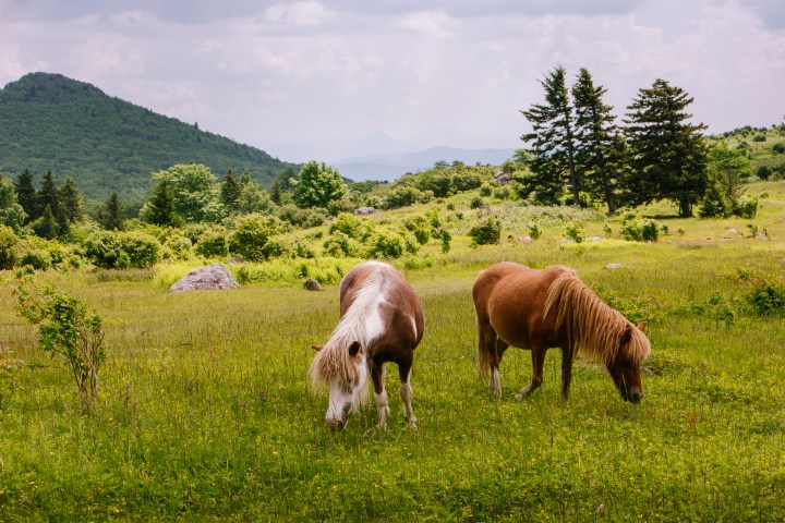 Virginia bucket list